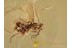 Large PHORESY  Mites on EMPIDID BALTIC AMBER 1173