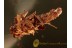 Lepidoptera LARVA Climbs Out of CASE  BALTIC AMBER 1176