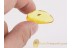 Lepidoptera LARVA Climbs Out of CASE  BALTIC AMBER 1176