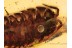 ONISCIDAE Huge Isopod Woodlouse in BALTIC AMBER 1180