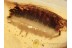 ONISCIDAE Huge Isopod Woodlouse in BALTIC AMBER 1180