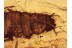 AQUATIC Scirtidae Larvae in BALTIC AMBER 1186