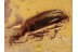 ANTHICIDAE Superb Ant-Like Beetle in BALTIC AMBER 1191