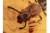 PROSTOMIDAE JUGULAR-HORNED BEETLE in BALTIC AMBER 1193