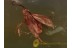 LEPIDOPTERA Nice Tiny MOTH  BALTIC AMBER 1188