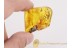 Huge PLANTHOPPER w Very Long Proboscis BALTIC AMBER 1204