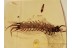 Giant STONE CENTIPEDE LITHOBIIDAE in BALTIC AMBER 1189