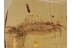 Giant STONE CENTIPEDE LITHOBIIDAE in BALTIC AMBER 1189