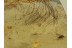 MAMMALIAN HAIR strand BUNCH in BALTIC AMBER 1215