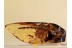 Very Long 40mm THUJA Twig & BARK in BALTIC AMBER 1217