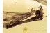 LIMONIIDAE Huge Crane Fly in BALTIC AMBER 1228