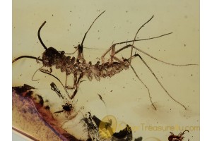 SCUTIGERIDAE HOUSE CENTIPEDE in BALTIC AMBER 1245