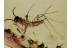 SCUTIGERIDAE HOUSE CENTIPEDE in BALTIC AMBER 1245