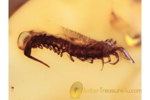 STONE CENTIPEDE LITHOBIIDAE in BALTIC AMBER 1246