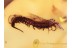 STONE CENTIPEDE LITHOBIIDAE in BALTIC AMBER 1246