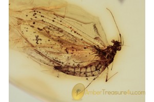 Ephemeroptera MAYFLY  in BALTIC AMBER 1248