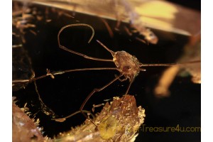 PHALANGIDA Large HARVESTMEN OPILIONE in BALTIC AMBER 1250