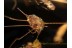 PHALANGIDA Large HARVESTMEN OPILIONE in BALTIC AMBER 1250