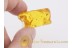 Great WINGED APHID in BALTIC AMBER 1262