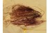 LEPIDOPTERA Blue Eyed Large MOTH BALTIC AMBER 1255