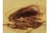 LEPIDOPTERA Blue Eyed Large MOTH BALTIC AMBER 1255