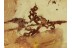 Superb Looking LICHEN in BALTIC AMBER 1257