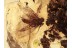 LEPIDOPTERA Nice MOTH in BALTIC AMBER 1258