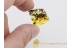 LEPIDOPTERA Nice MOTH in BALTIC AMBER 1258