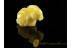 Hand Carved Genuine BALTIC AMBER Bunny Statuette f4