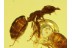 FORMICINAE 2 ANTS w BUBBLE in BALTIC AMBER 232