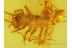 Great SCUTIGERIDAE HOUSE CENTIPEDE in BALTIC AMBER 235