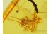 Great SCUTIGERIDAE HOUSE CENTIPEDE in BALTIC AMBER 235