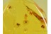 SWARM of 7 MOTH FLIES Psychodidae in BALTIC AMBER 223
