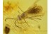 SCELIONIDAE Great WASP in Genuine BALTIC AMBER 237