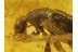 ANTHICIDAE ANT LIKE FLOWER BEETLE in BALTIC AMBER 258