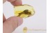 Giant EMPIDID DAGGER FLY  in Genuine BALTIC AMBER 224