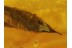 TIPULIDAE Large CRANE FLY in BALTIC AMBER 225