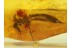 TIPULIDAE Large CRANE FLY in BALTIC AMBER 225