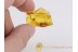 TIPULIDAE Large CRANE FLY in BALTIC AMBER 225