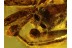 SALTICIDAE Superb JUMPING SPIDER in BALTIC AMBER 227