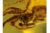 SALTICIDAE Superb JUMPING SPIDER in BALTIC AMBER 227