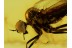 Superb EMPIDIDAE DAGGER FLY Inclusion in BALTIC AMBER 231