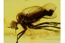 Superb EMPIDIDAE DAGGER FLY Inclusion in BALTIC AMBER 231