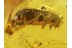 BEETLE w Great Serrate Antennae in BALTIC AMBER 279