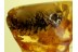 PINE CONE 17mm PINACEAE in BALTIC AMBER 246