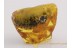 PINE CONE 17mm PINACEAE in BALTIC AMBER 246