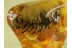 PINE CONE 17mm PINACEAE in BALTIC AMBER 246