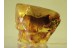 PINE CONE 17mm PINACEAE in BALTIC AMBER 246