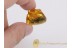 PINE CONE 17mm PINACEAE in BALTIC AMBER 246