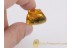 PINE CONE 17mm PINACEAE in BALTIC AMBER 246